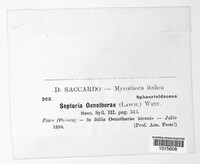 Septoria oenotherae image